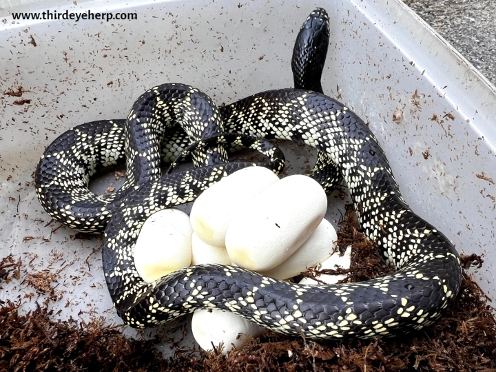 Desert Kingsnake